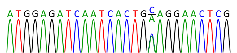 Schematische Darstellung einer DNA-Sequenz mit heterozygoter Punktmutation