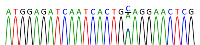 Schematische Darstellung einer DNA-Sequenz mit heterozygoter Punktmutation